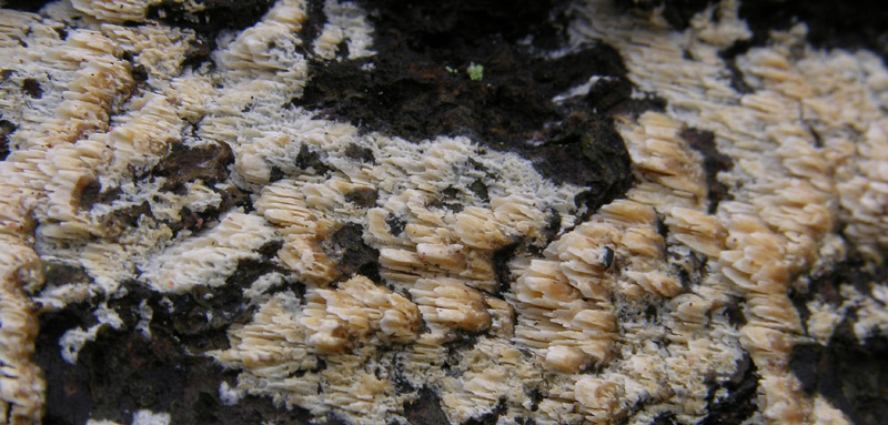 In bosco di Quercus cerris(3). (Schizopora paradoxa)